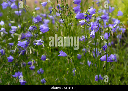 Fiori blu di Campanulaceae Campanula rotundifolia, comunemente noti come harebells, che crescono selvaggi in Europa e Siberia. Foto Stock