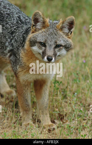 Gray Fox (Urocyon cinereoargenteus), contatto visivo, ritratto, in piedi Foto Stock