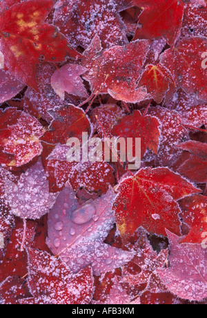 Frosty Red Maple Leaves Acer rubrum Eastern North America, by Skip Moody/Dembinsky Photo Assoc Foto Stock