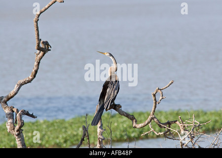 Indian Darter - Anhinga melanogaster appollaiato sul ramo a Komawewa Yala National Park, Sri Lanka Foto Stock