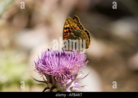 Il cardinale argynnis pandora butterfly prese a Creta Foto Stock