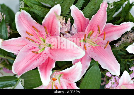 Splendida composizione floreale di giglio rosa rosso o giglio diurno Sorbone lilaceae lililium con foglie verdi e delicati fiori di ripieno. Foto Stock