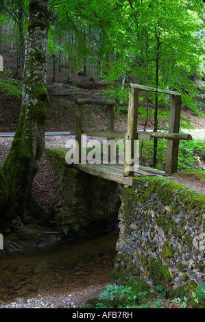 Vistas de la carretera que cruza el Bosque de Quinto Real,Navarra,Spagna.Vista della strada che attraversa la foresta di Quinto Real Foto Stock