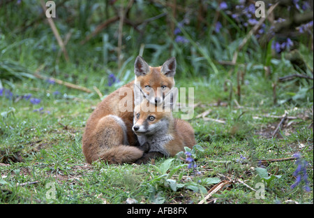 Red Fox cubs poggiante su ogni altro (Vulpes vulpes vulpes) Foto Stock