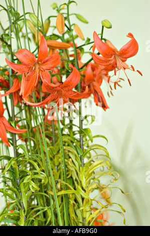 Vivace composizione floreale di giglio rosso diurno o giglio diurno Don Juan lilaceae lililium con steli e gemme verdi su sfondo chiaro. Foto Stock