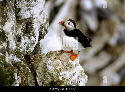 Puffin sulle scogliere a Bempton, East Yorkshire, Inghilterra, Regno Unito. Foto Stock