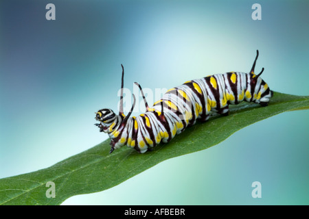 Regina Butterfly caterpillar 'Danaus gilippus' - nord e sud americana butterfly Foto Stock