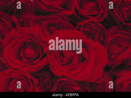Rose rosse Foto Stock