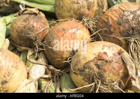 Raccolte le cipolle essiccamento in tarda estate REGNO UNITO Agosto Foto Stock