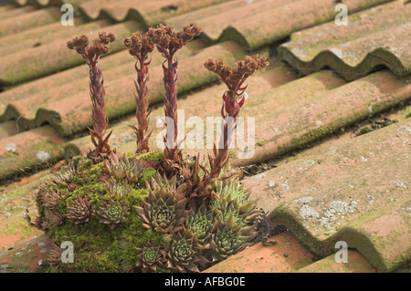 Casa porri sul vecchio tetto di tegole con picchi di fiore UK Agosto Foto Stock