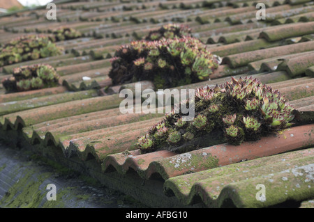 Casa porri sul vecchio tetto di tegole UK Agosto Foto Stock