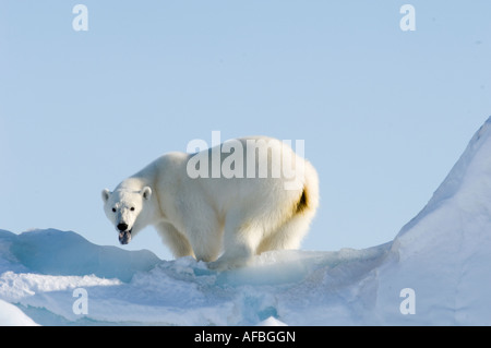 Maschio di orso polare pattuglie lungo il bordo floe in cerca di cibo, profumare l'aria e che mostra la linguetta nera Foto Stock