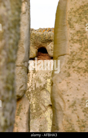 La cornacchia's Nest sotto l'architrave a Stonehenge Foto Stock