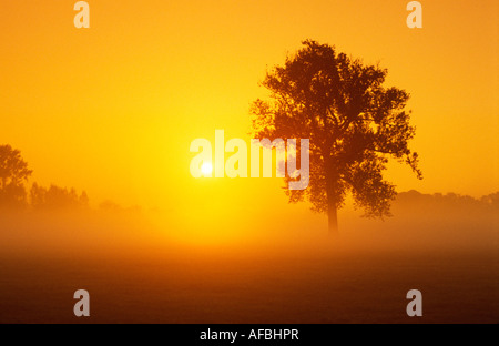 Misty la mattina presto immagine del singolo albero di quercia in campo con il sorgere del sole attraverso il giallo haze Foto Stock