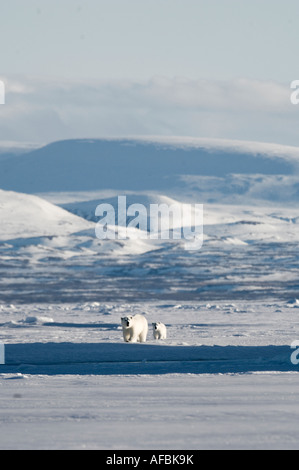 Femmina di orso polare e cinque mesi a cub iceberg Navy Board Lancaster Sound Isola Baffin Foto Stock