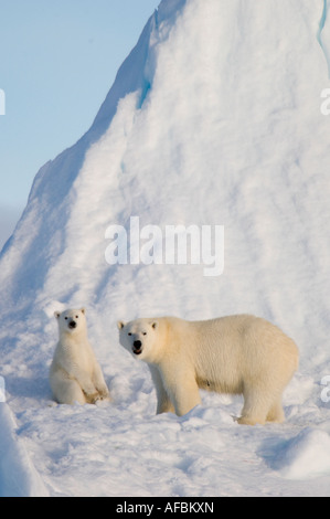 Femmina di orso polare e cinque mesi a cub iceberg Navy Board Lancaster Sound Isola Baffin Foto Stock