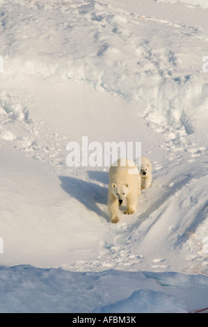 Femmina di orso polare e cinque mesi a cub iceberg Navy Board Lancaster Sound Isola Baffin Foto Stock