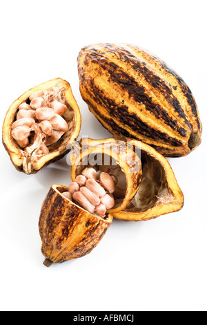 Pianta di cacao, sansa e fagioli, vista in elevazione Foto Stock