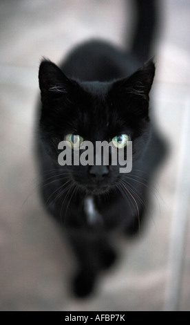 Un gatto nero seduto e guardare in su verso la telecamera Foto Stock
