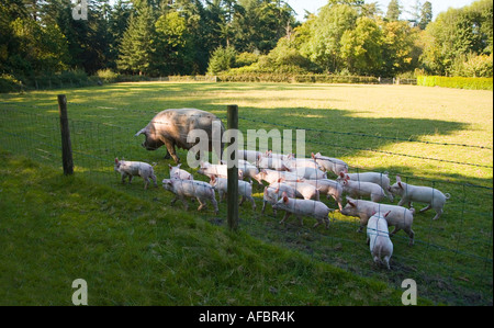 Un intervallo libero di maiale e gruppo di suinetti. Regno Unito Foto Stock