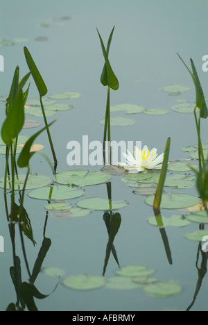 Waterlilly e lilly pad su un lago ancora Foto Stock