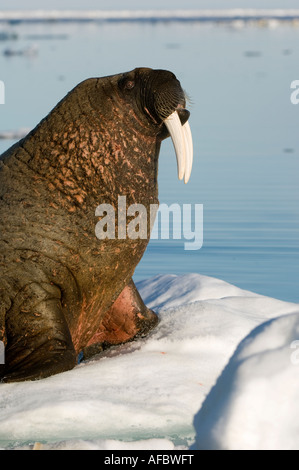 Tricheco in appoggio sul ghiaccio Foto Stock