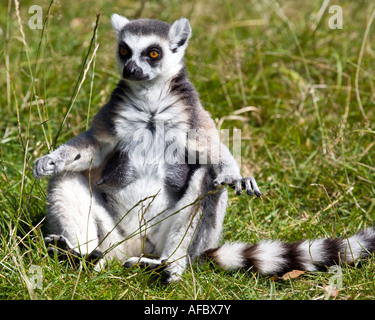 Anello lemure codato 'Lemur catta' seduto sull'erba Foto Stock