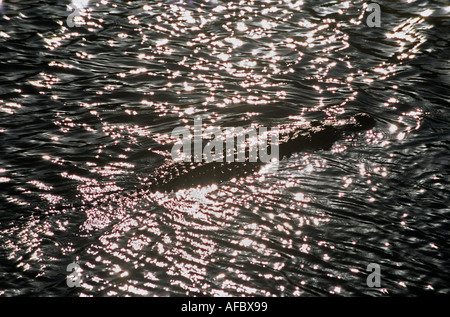 Il coccodrillo americano crociere sulla soleggiata pond Everglades National Park Florida Foto Stock