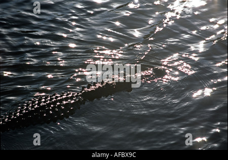 Il coccodrillo americano crociere sulla soleggiata pond Everglades National Park Florida Foto Stock