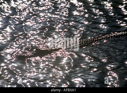 Il coccodrillo americano crociere sulla soleggiata pond Everglades National Park Florida Foto Stock