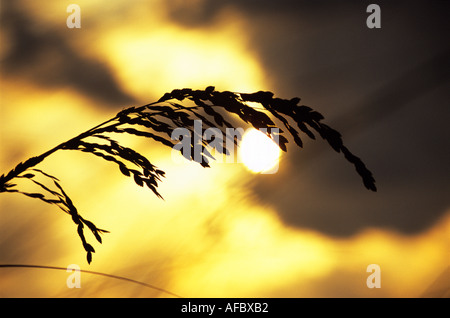 Mare di avena un manto erboso dune di sabbia a Bahia Honda State Park Florida Keys Florida Foto Stock