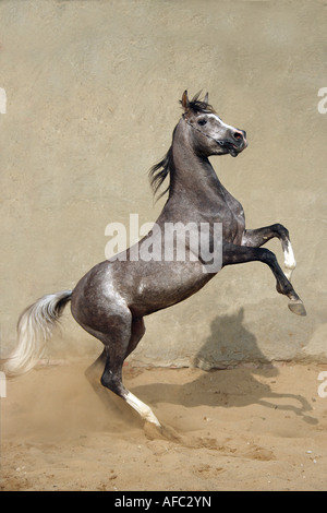 Cavallo arabo di razza pura. Allevamento di stallone grigio Foto Stock