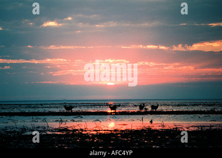Tramonto africano sopra il lago Foto Stock