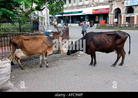 Due mucche sulla strada di Mumbai, India Foto Stock