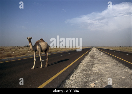 Cammello su una strada, deserto Dubai, VAE Foto Stock