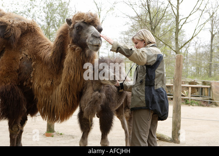 Lo zoo del veterinario del giardino zoologico Allwetterzoo Dr Sandra Silinski con i cammelli Bactrian Foto Stock