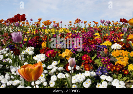 Flower Fantastia Foto Stock