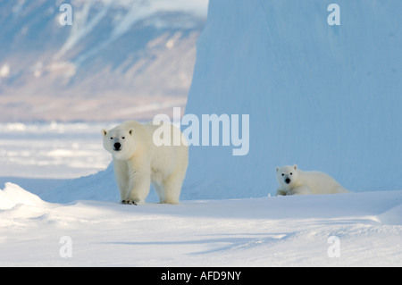 Femmina di orso polare e cinque mesi a cub iceberg Navy Board Lancaster Sound Isola Baffin Foto Stock