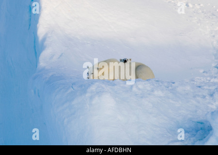 Femmina di orso polare e cinque mesi a cub iceberg Navy Board Lancaster Sound Isola Baffin Foto Stock