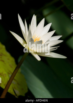Soleggiato singola bianco acqua giglio fiore Nymphaea sub tropicale pianta acquatica Foto Stock