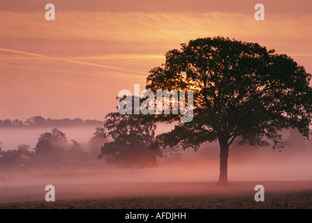 Misty dawn nr Milborne Port, vicino a Sherborne, Dorset, England, Regno Unito Foto Stock