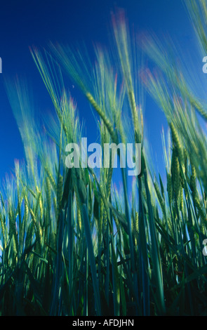 Un campo di orzo, Dorset, England, Regno Unito Foto Stock