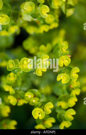 Immagine ravvicinata di euphobia fioritura in primavera Foto Stock