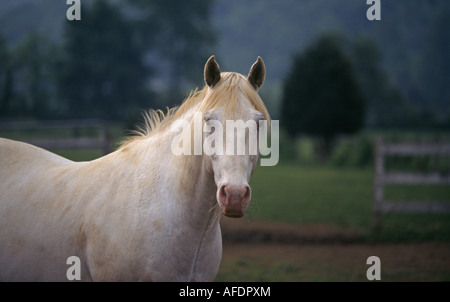 Un purosangue mare in una nebbiosa mattina d'estate vicino al paese di bluegrass di Lexington Kentucky Foto Stock