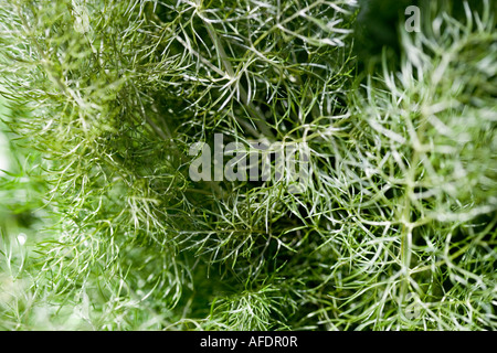 Foglie di finocchio Foto Stock