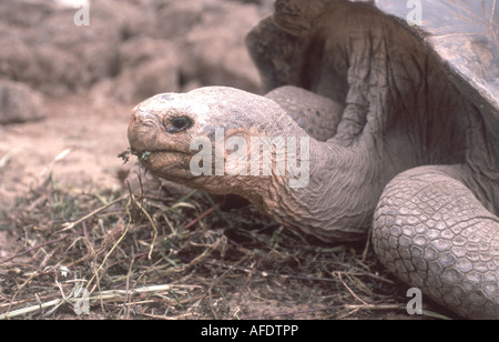 Le Galapagos tartaruga, Isla Santa Fe, Isole Galapagos, Ecuador Foto Stock