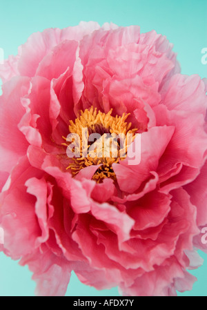 Peonia, fiore Foto Stock