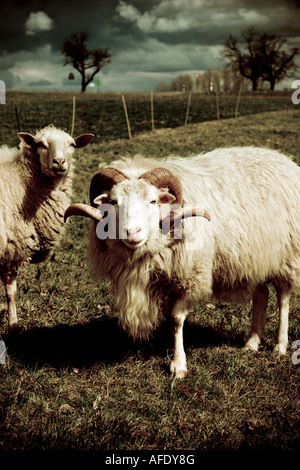 Pecore in Prato Foto Stock