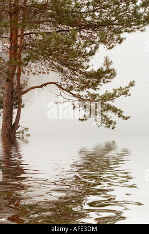 Regione di Mosca nel tardo autunno natura fiume banca Foto Stock