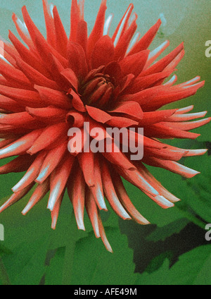 Photo-Illustration di rosso 'cactus' Fiore Dahlia con uno sfondo verde Foto Stock